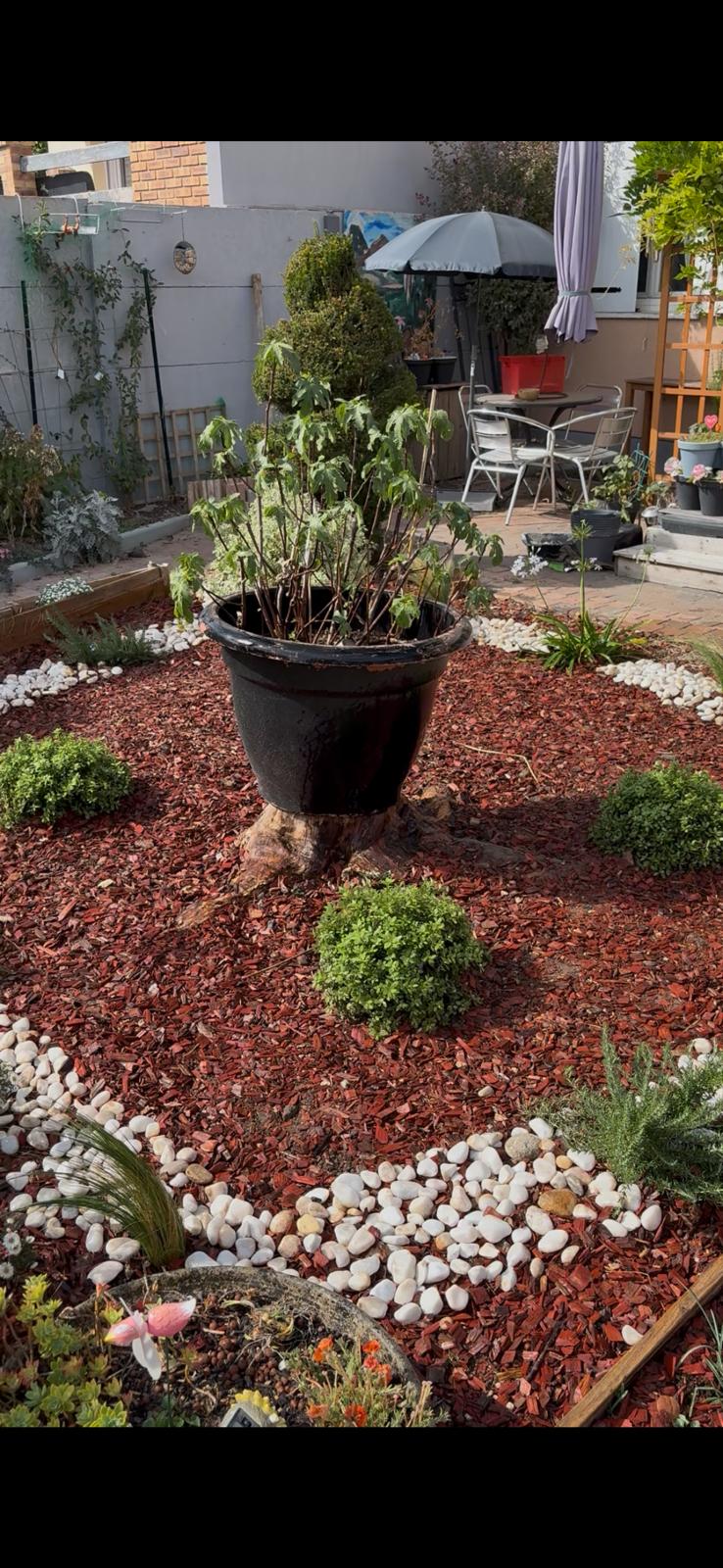 Jardin après aménagement, massif paillé et arbustes taillés
