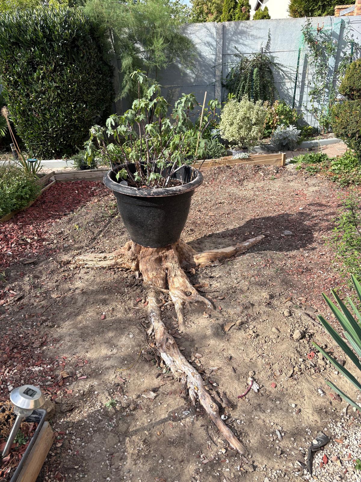 Jardin avant intervention, souche et végétation à l'abandon